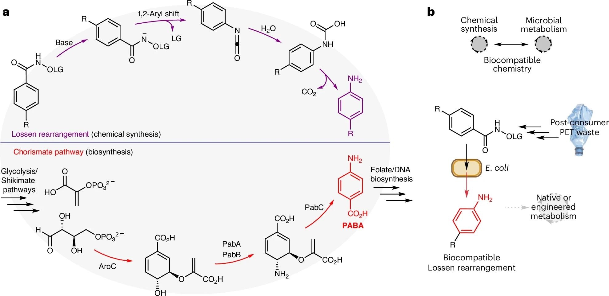 How a novel reaction in E. coli helps recycle plastic into paracetamol How a novel reaction in E. coli helps recycle plastic into paracetamol